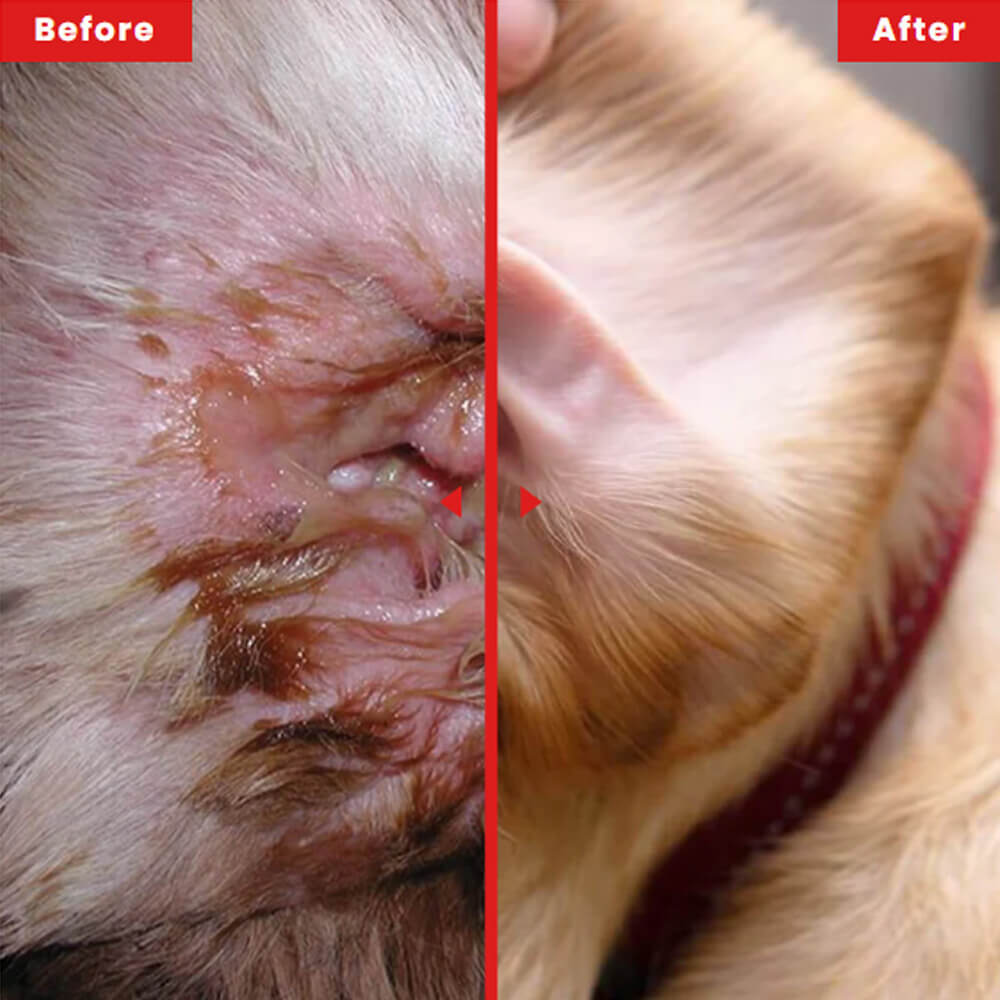 HZA™🐶Pre & Probiotics: Totalskin, Ear & Gut support🌈